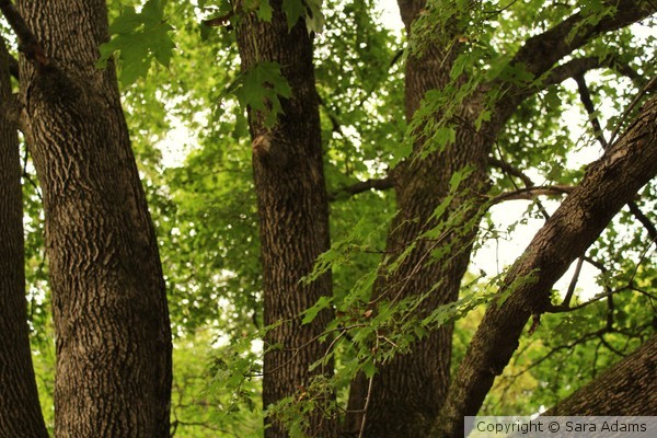 In the Trees