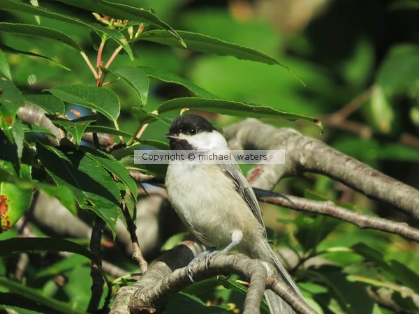 Chickadee bird