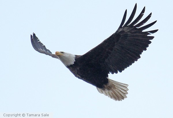 Eagle