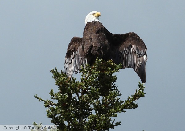 Totem Eagle
