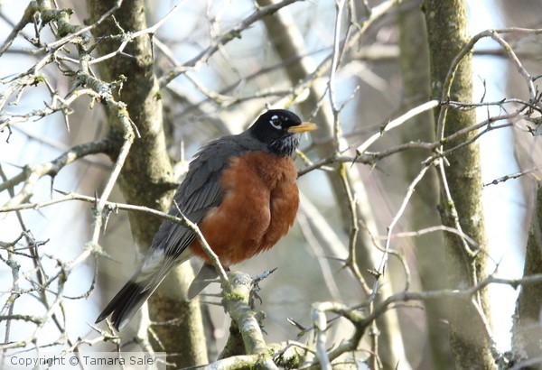 Another sign of Spring