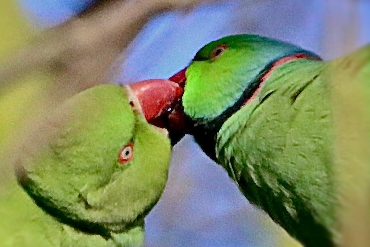 Love is in the air