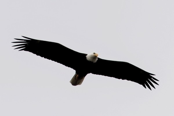 Bald Eagle