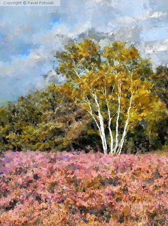 Birches