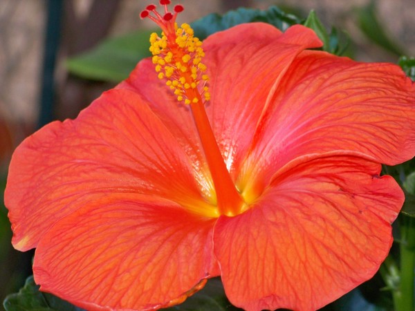 ORANGE HIBISCUS