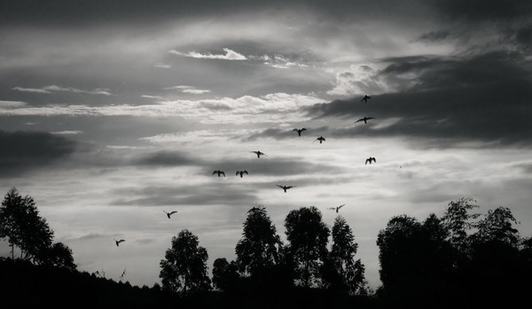 Sky, Birds' Home