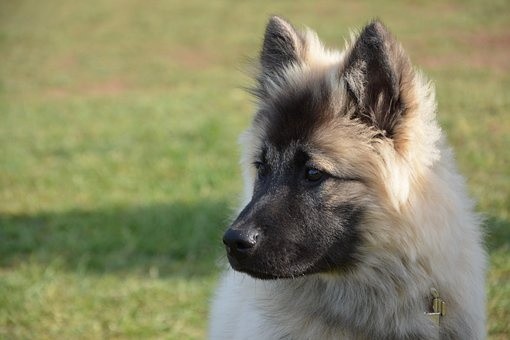 puppies (42)