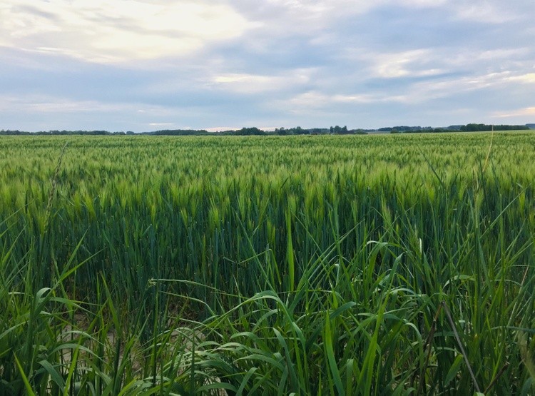 Rye field