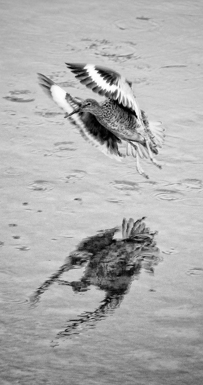 Karen Muro Flying bird
