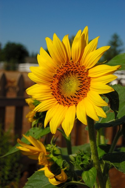 Sunflower