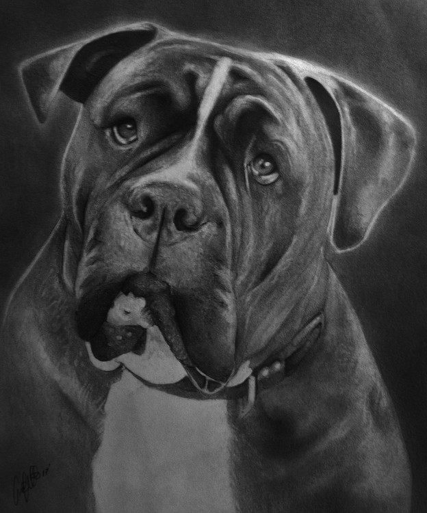 Doggie