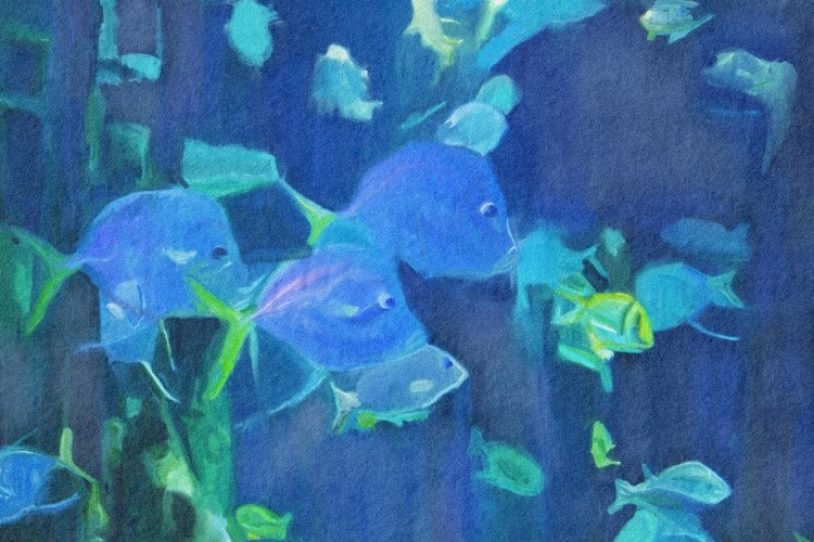 Aquarium Fish 20-30 Grut