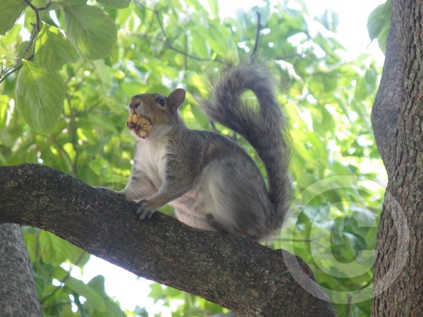 squirrelb
