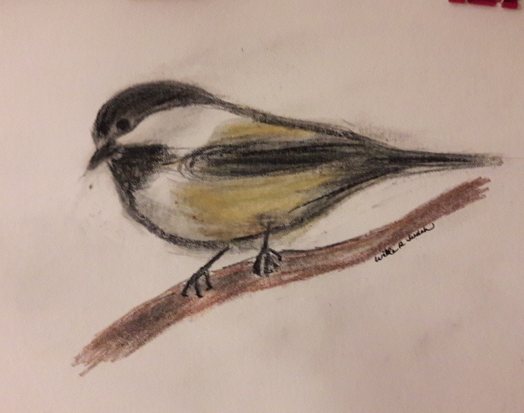 Little Chickadee
