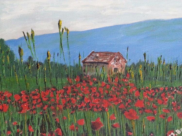 Poppy field
