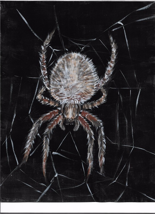 Arboreal Orb Weaver