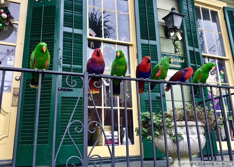 nola birds