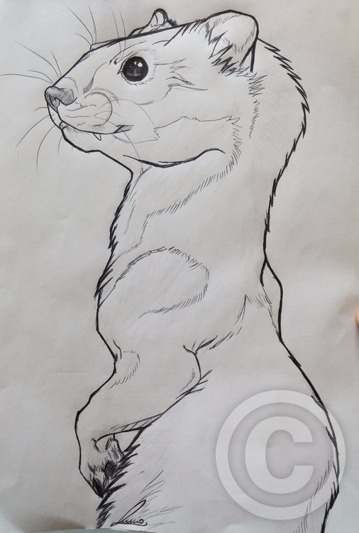 weasel