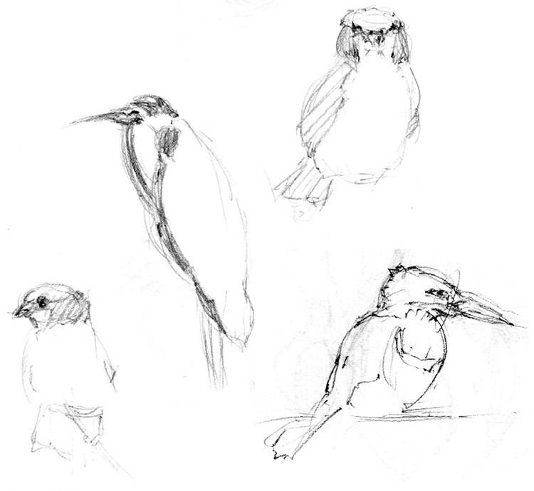 Bird Sketches