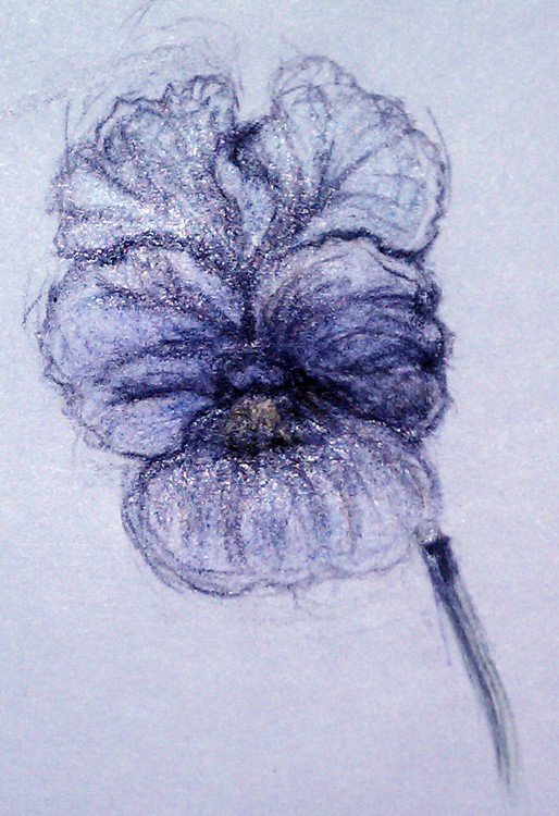 Pansy Drawing