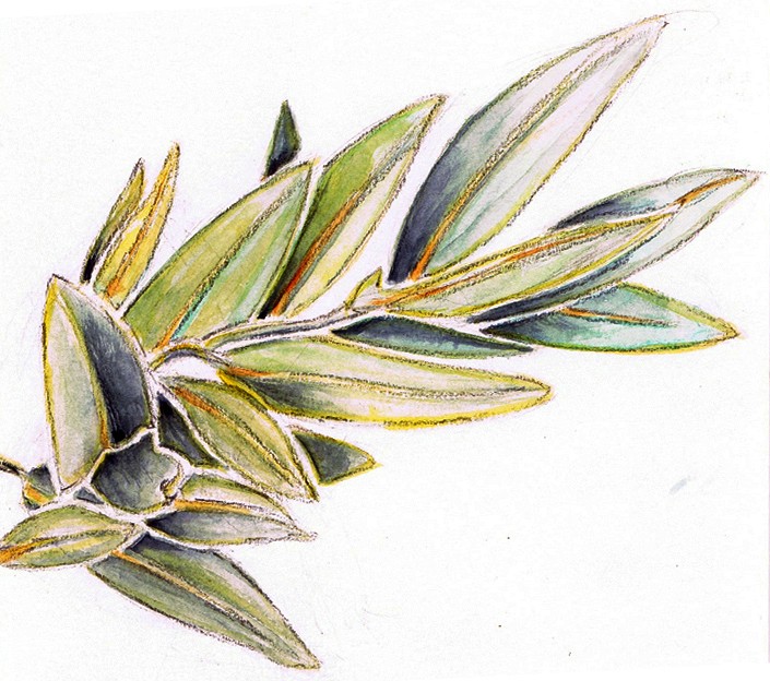 Bay Leaf Watercolor
