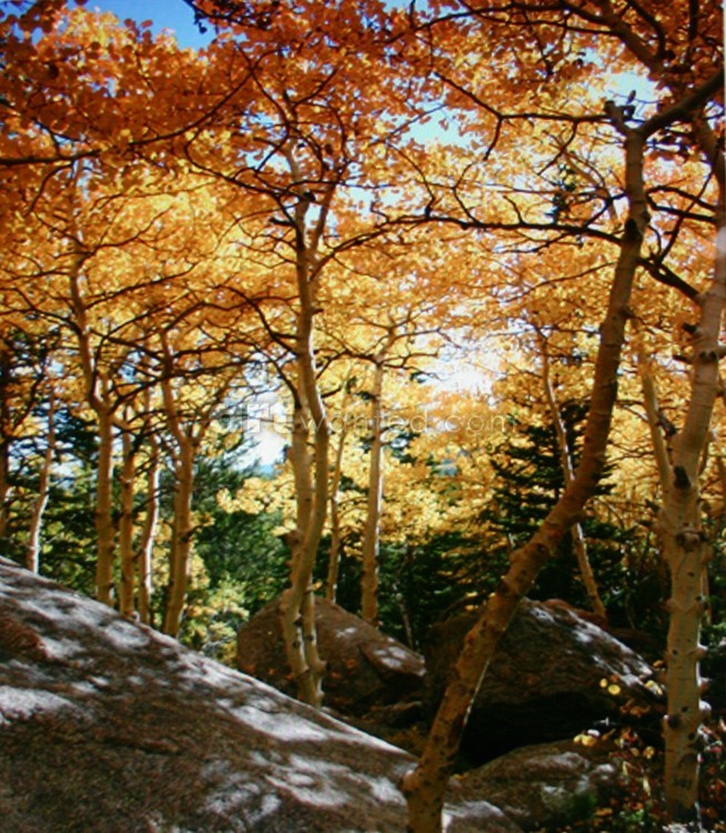 Changing Seasons