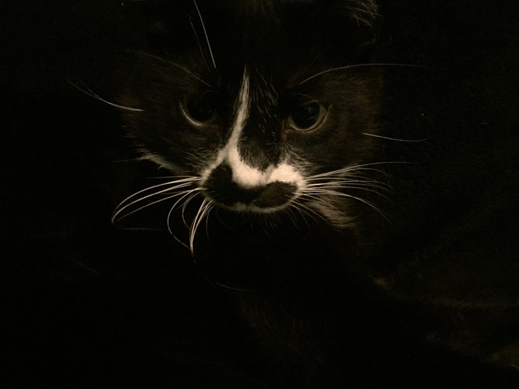 CHARLEY
