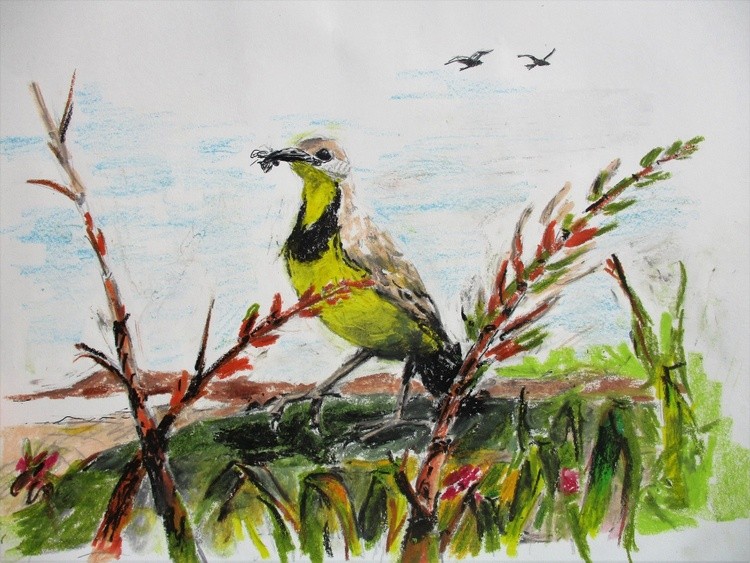 Yellow-throated Longclaw