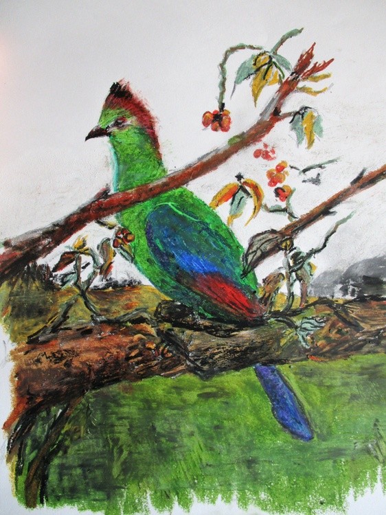 Fischer's Turaco