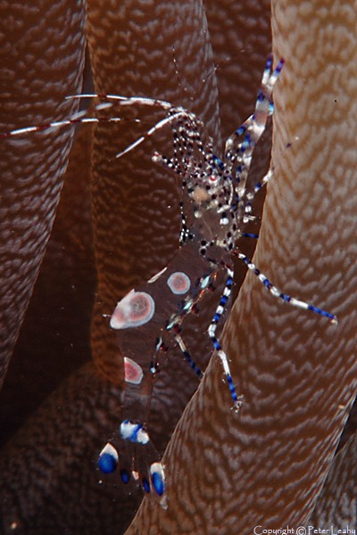 Spotted Cleaner Shrimp