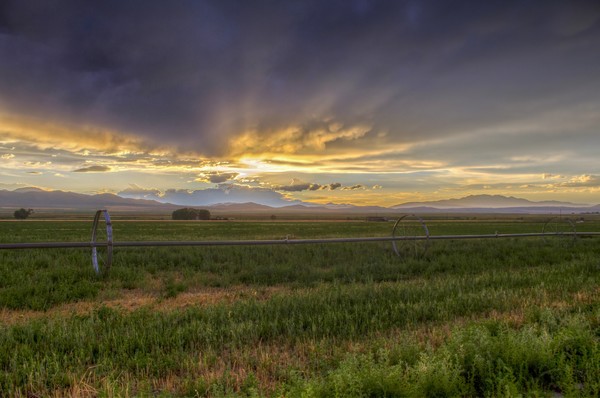 Sunset on Alfalfa Field