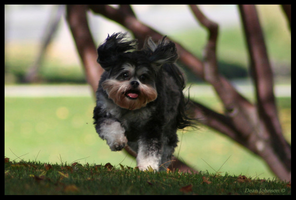 Joyful in the Park