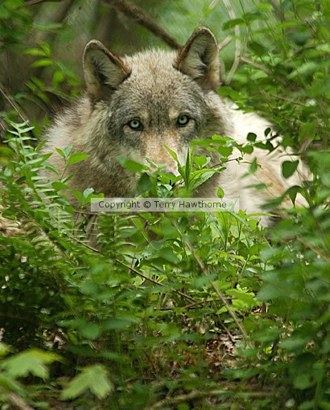 Watching You