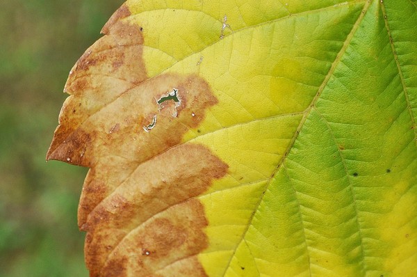 Autumn impressions III