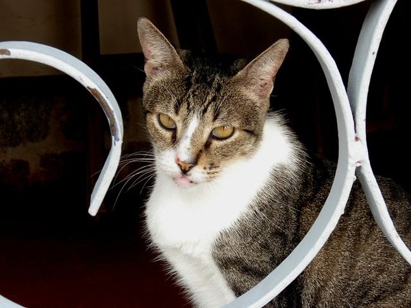 A cat in Pipa, Brazil