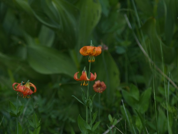 Leopard Lillies