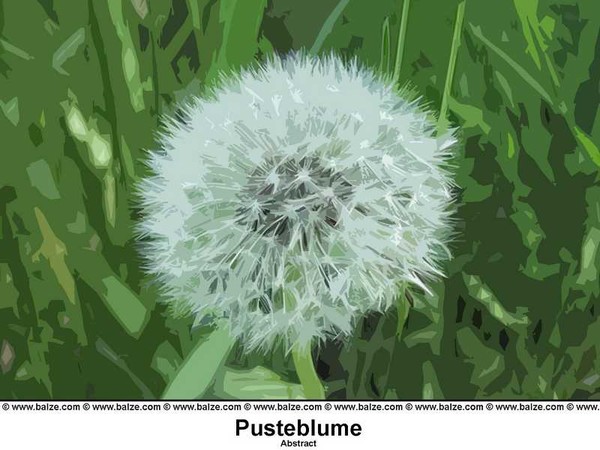 Pusteblume