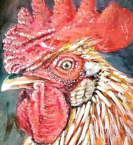 Rooster1