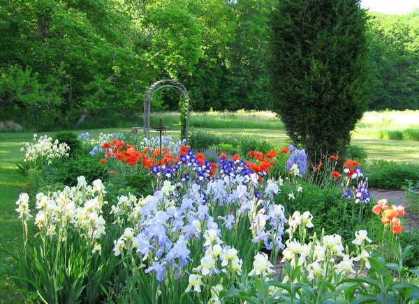 Iris at Kittatinny Park