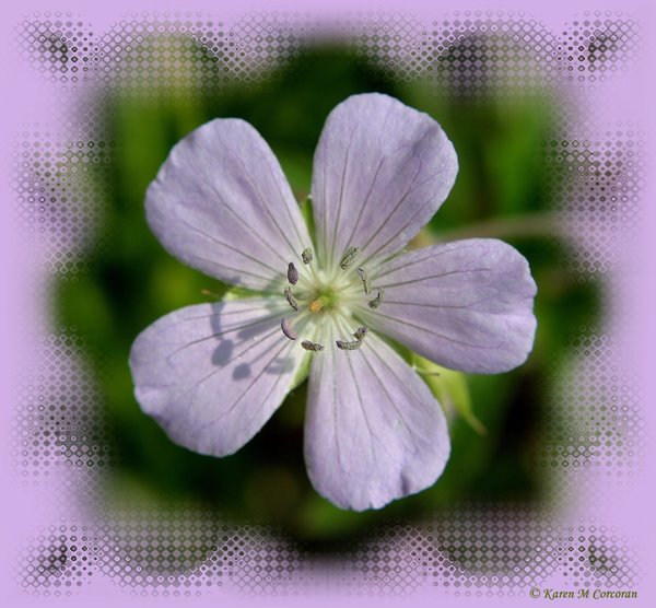 Lavander