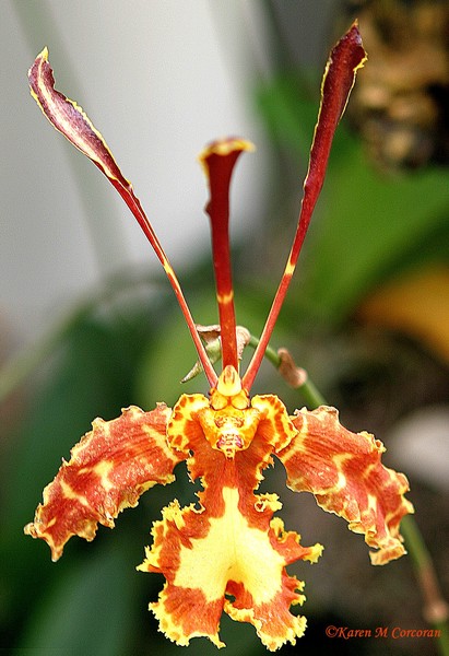 Oncidum Kalihi 'Big' Orchid
