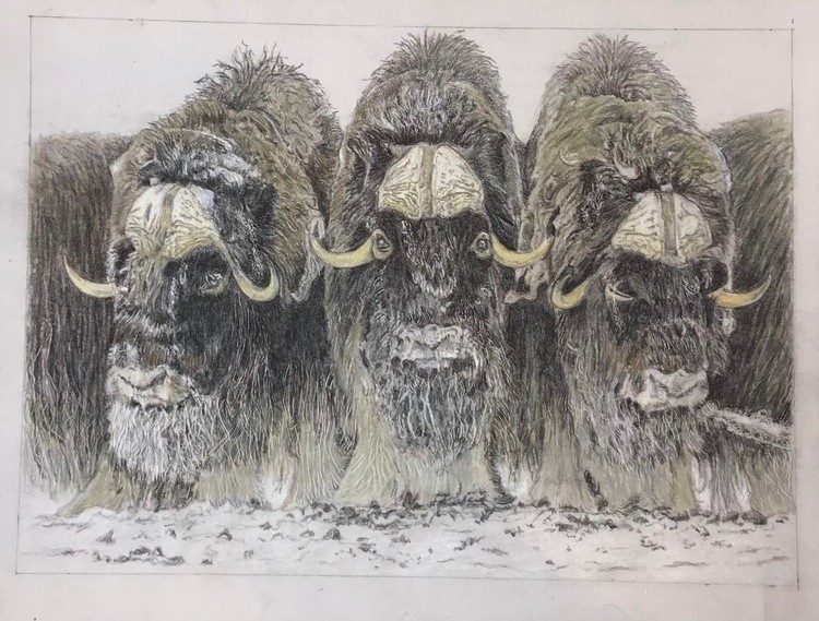 Omingmak - Muskox