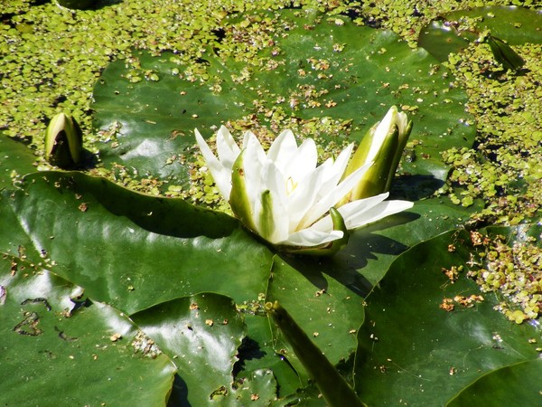 Lilly of the Pond