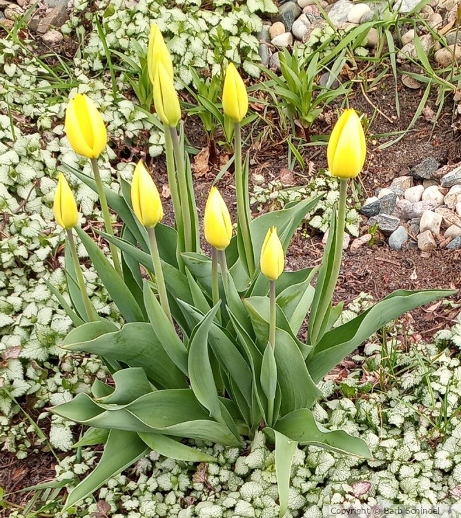 Tulips