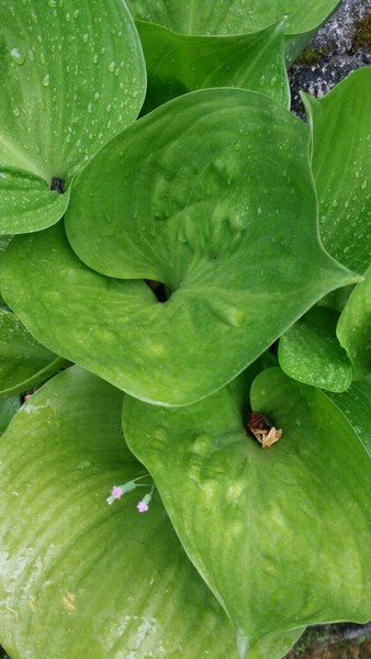 Plant feeding on insect