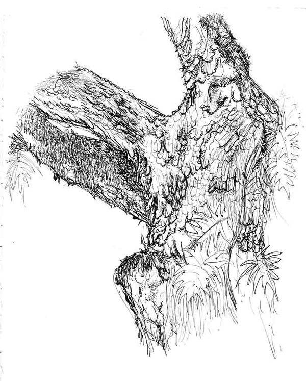 acacia