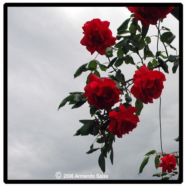 I stole roses in the sky...for you.
