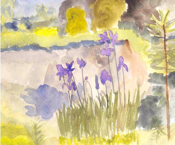 Swamp