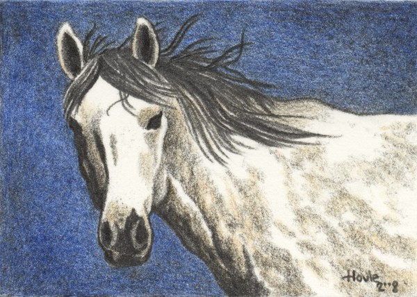 Freedom - Wild Horse