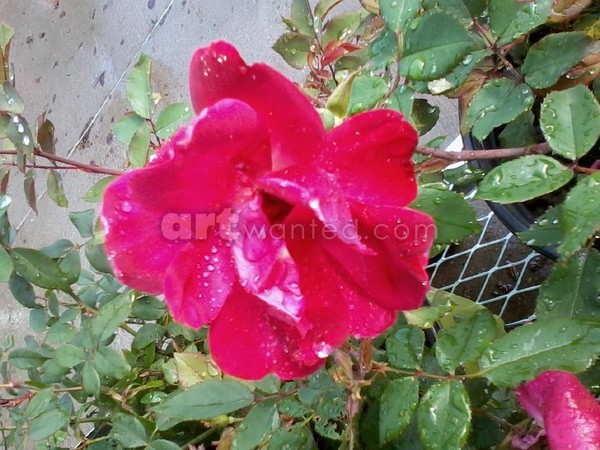 A Rose Is A Rose
